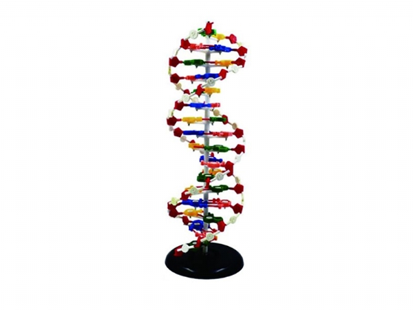 DNA 结构模型